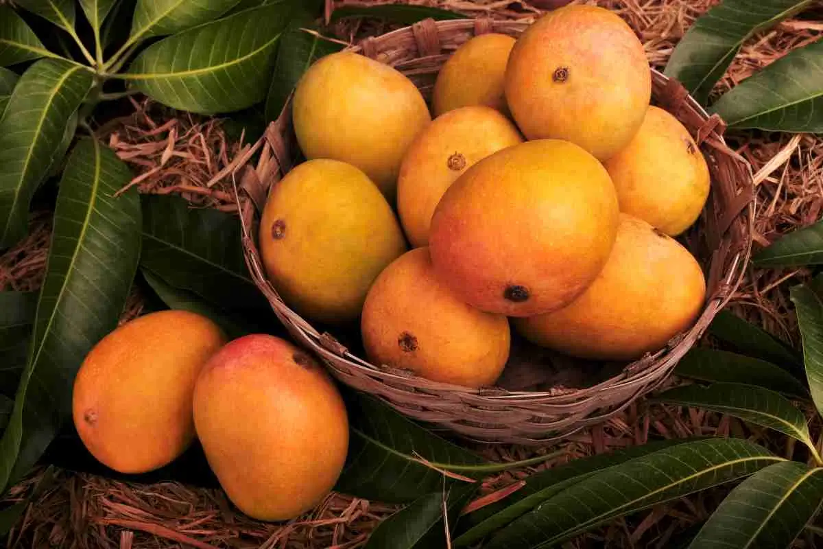 Mangoes