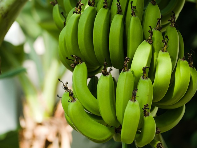 bananas